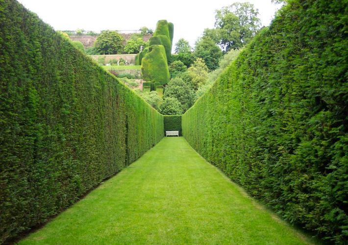 long row of hedges